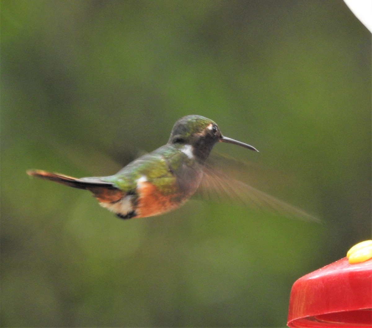 Magenta-throated Woodstar - ML196703041