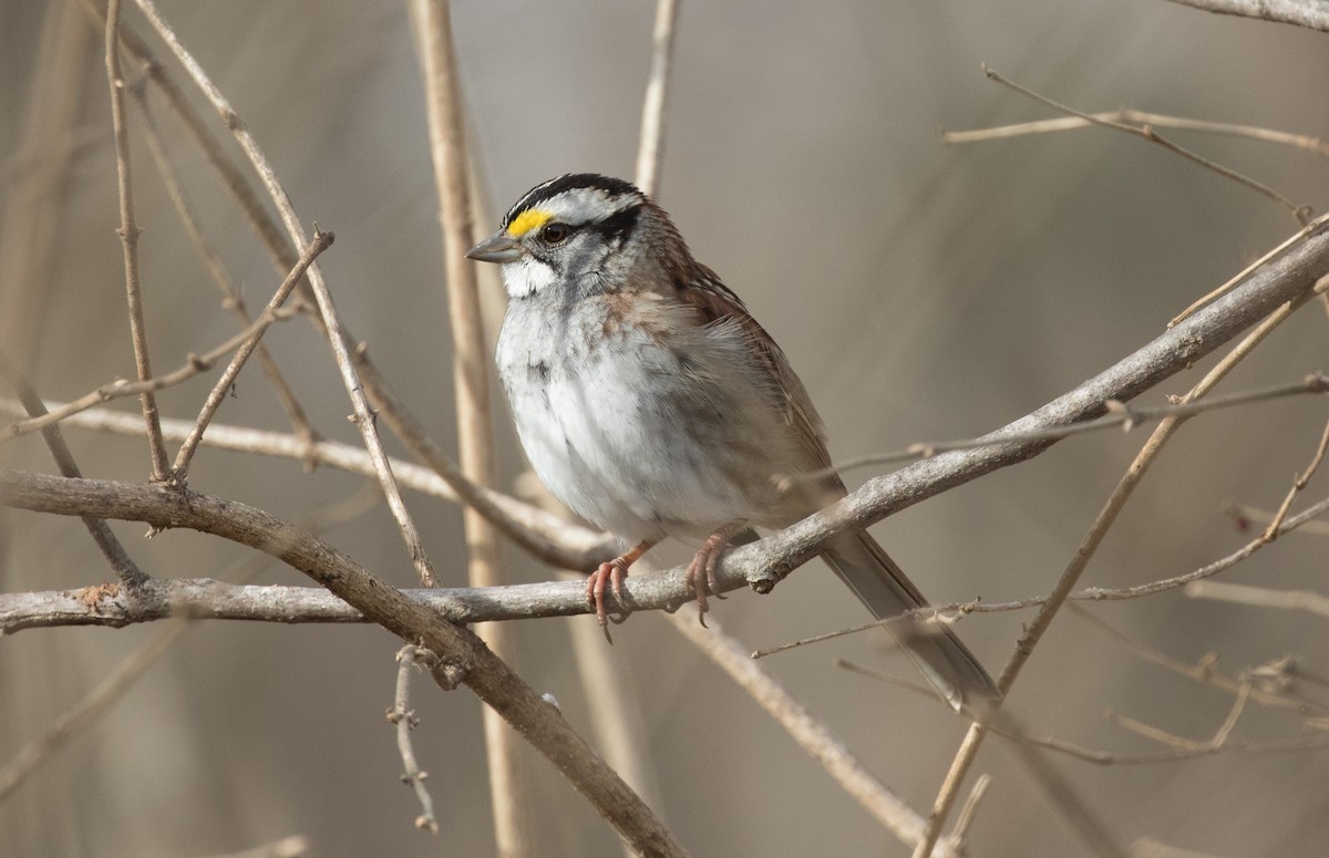 White-throated Sparrow - ML196703101