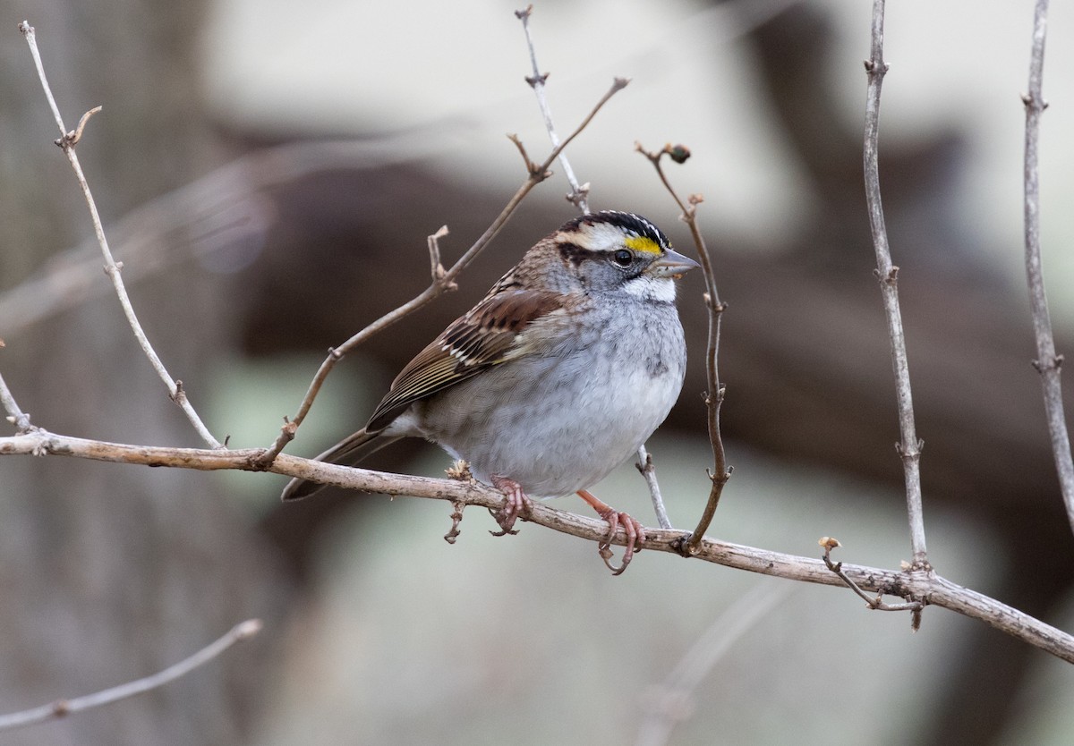 White-throated Sparrow - ML196703121