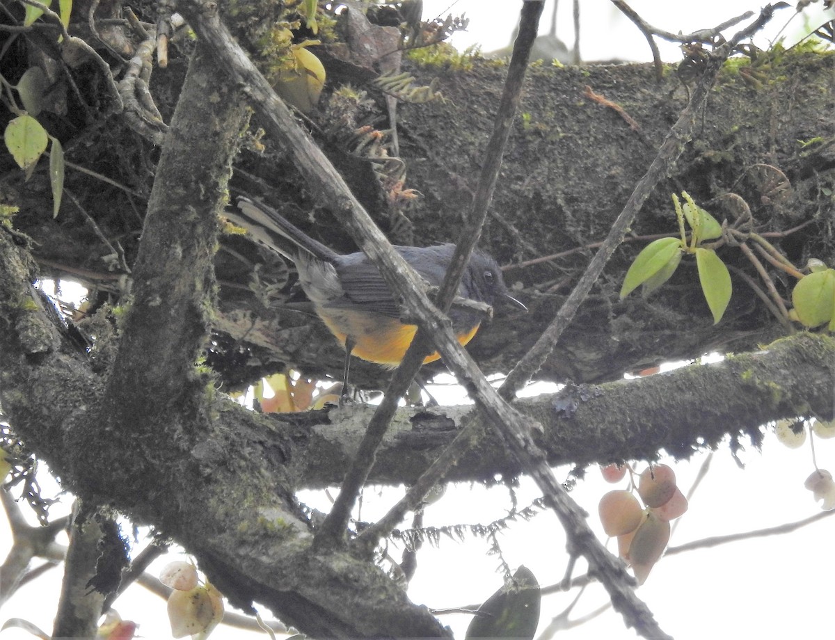 Slate-throated Redstart - ML196703131