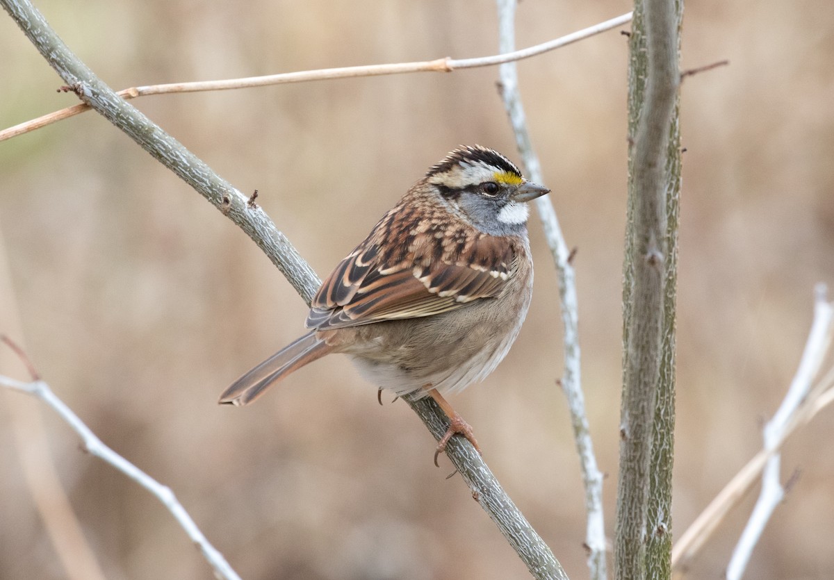 White-throated Sparrow - ML196703161
