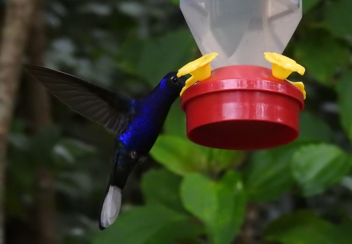 Violet Sabrewing - Eli Shupe