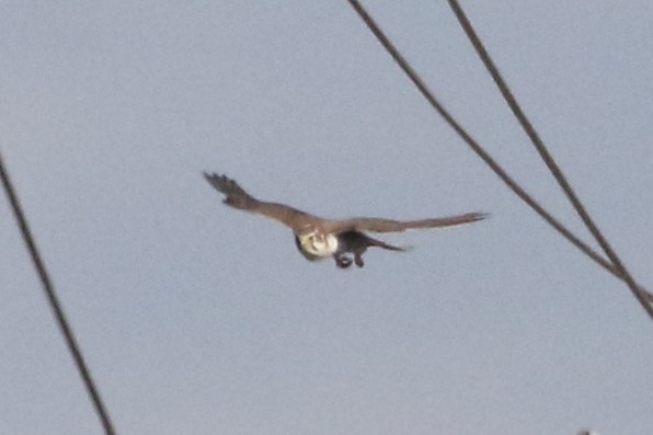 Prairie Falcon - ML196703361