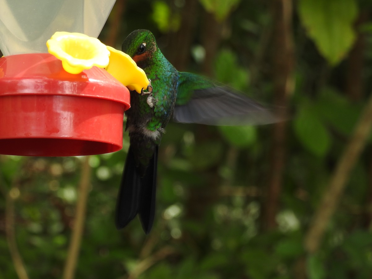 Green-crowned Brilliant - Eli Shupe