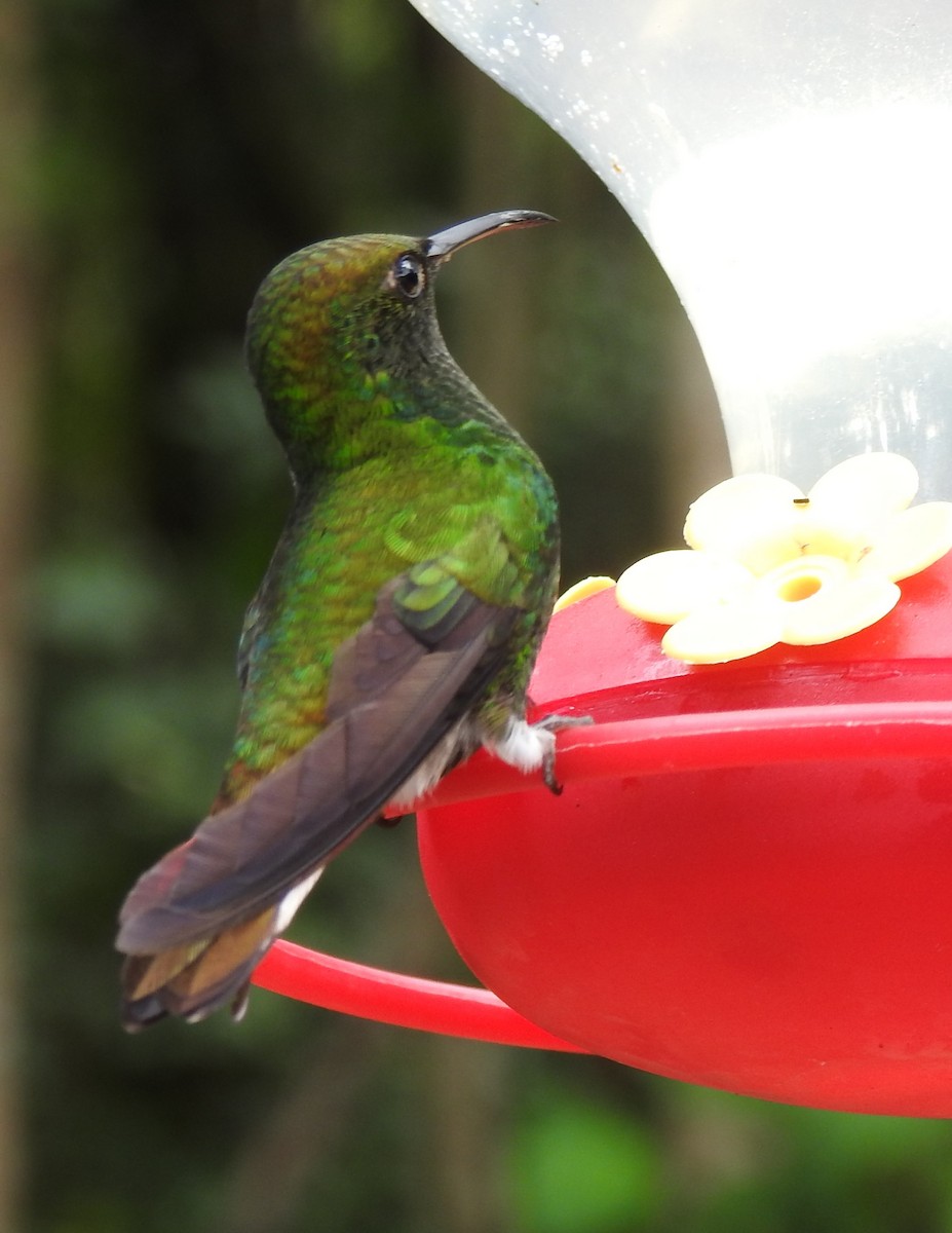 Coppery-headed Emerald - Eli Shupe