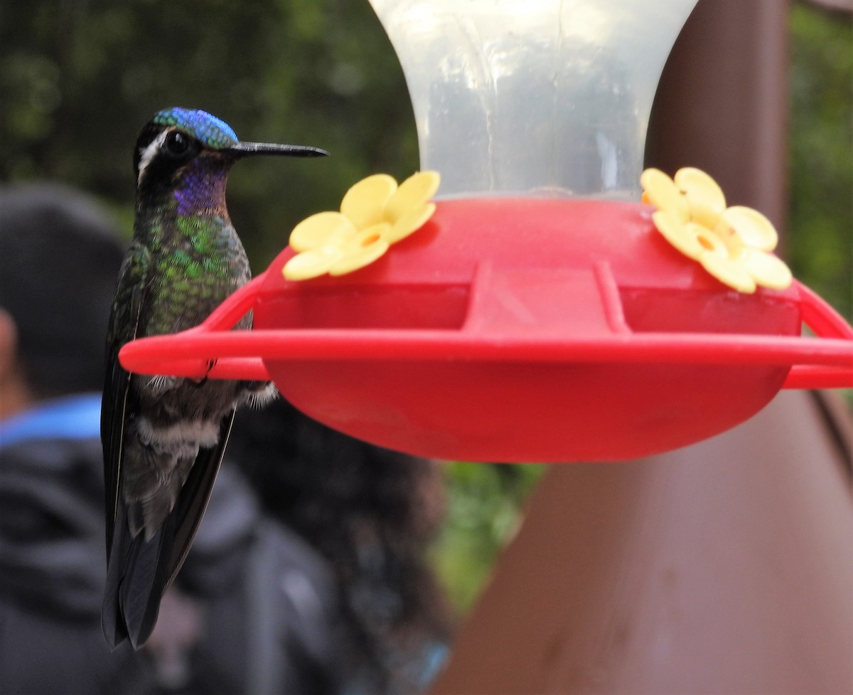 Colibri à gorge pourprée - ML196705301