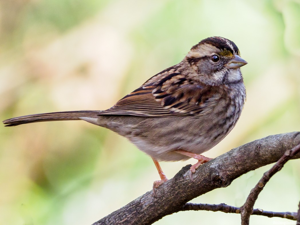 White-throated Sparrow - Steve Rushing