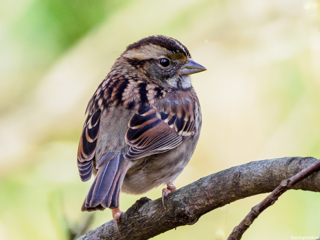 White-throated Sparrow - Steve Rushing