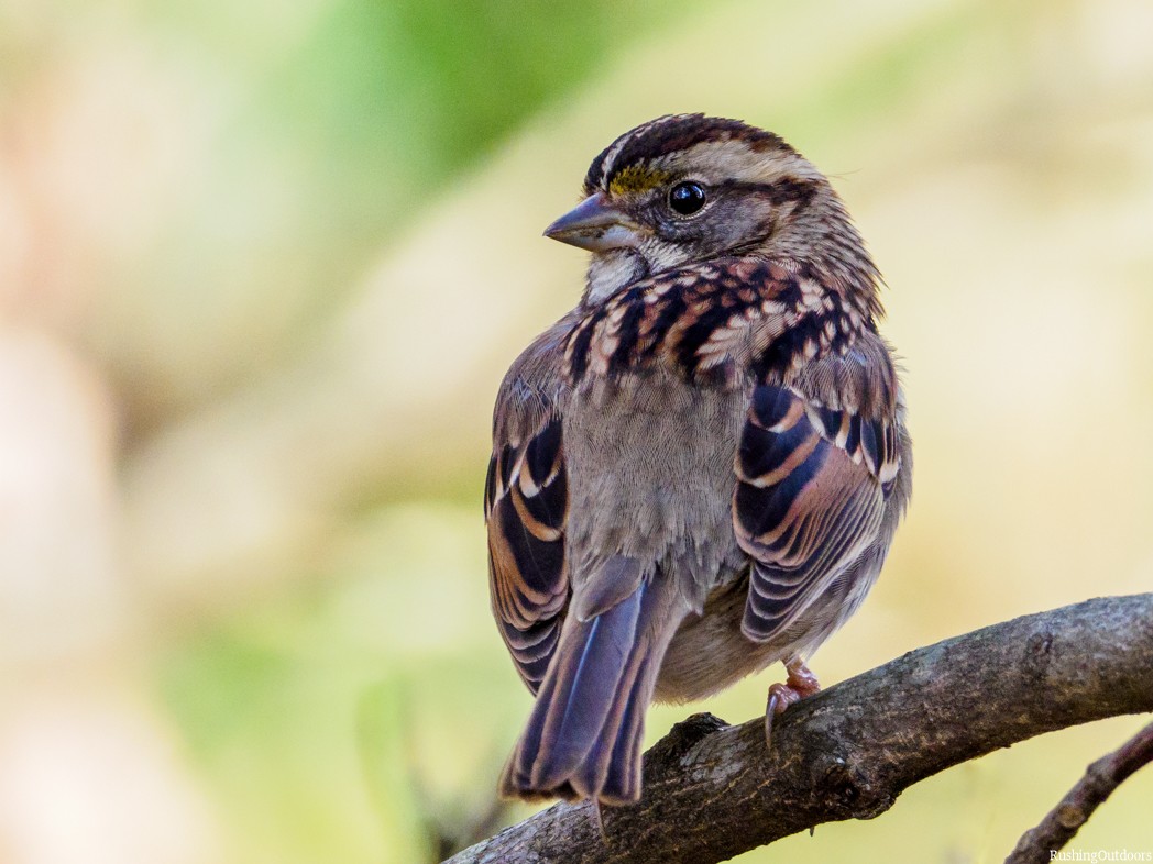 White-throated Sparrow - Steve Rushing