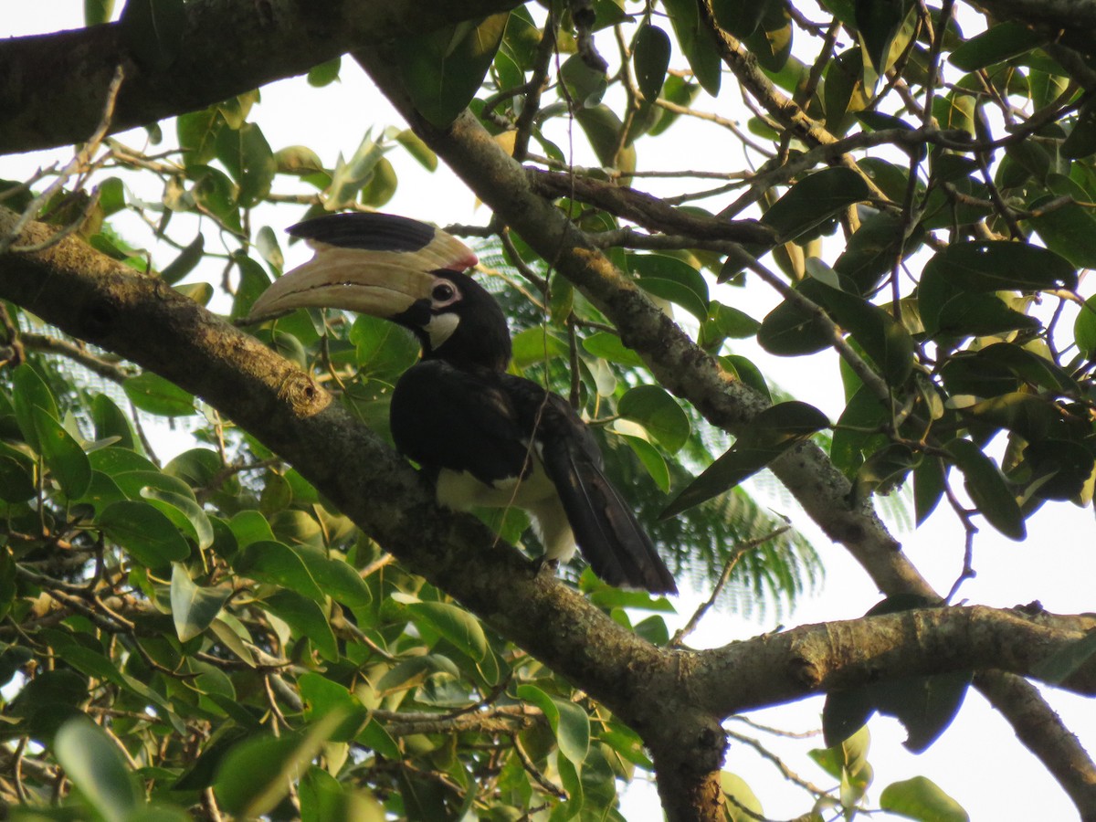 Malabar Pied-Hornbill - ML196705921