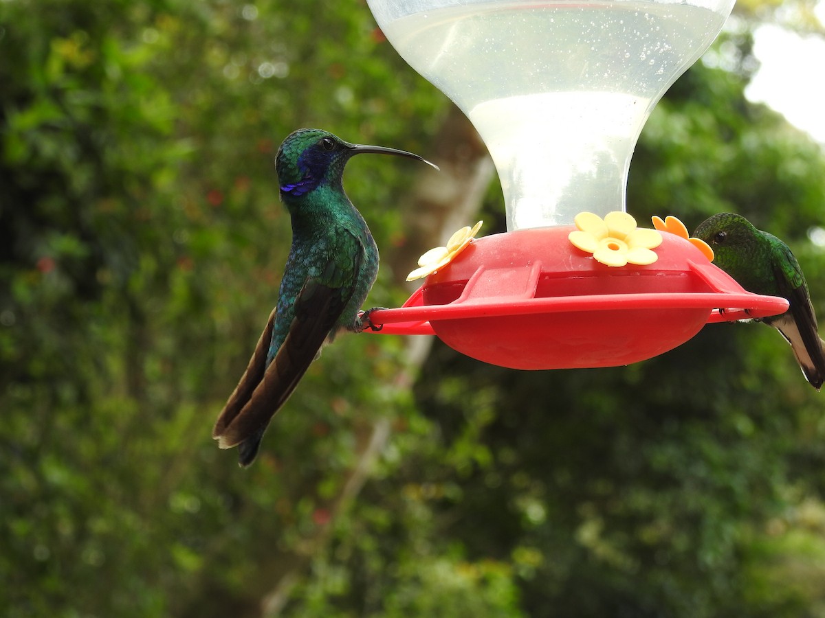 Lesser Violetear - ML196706191