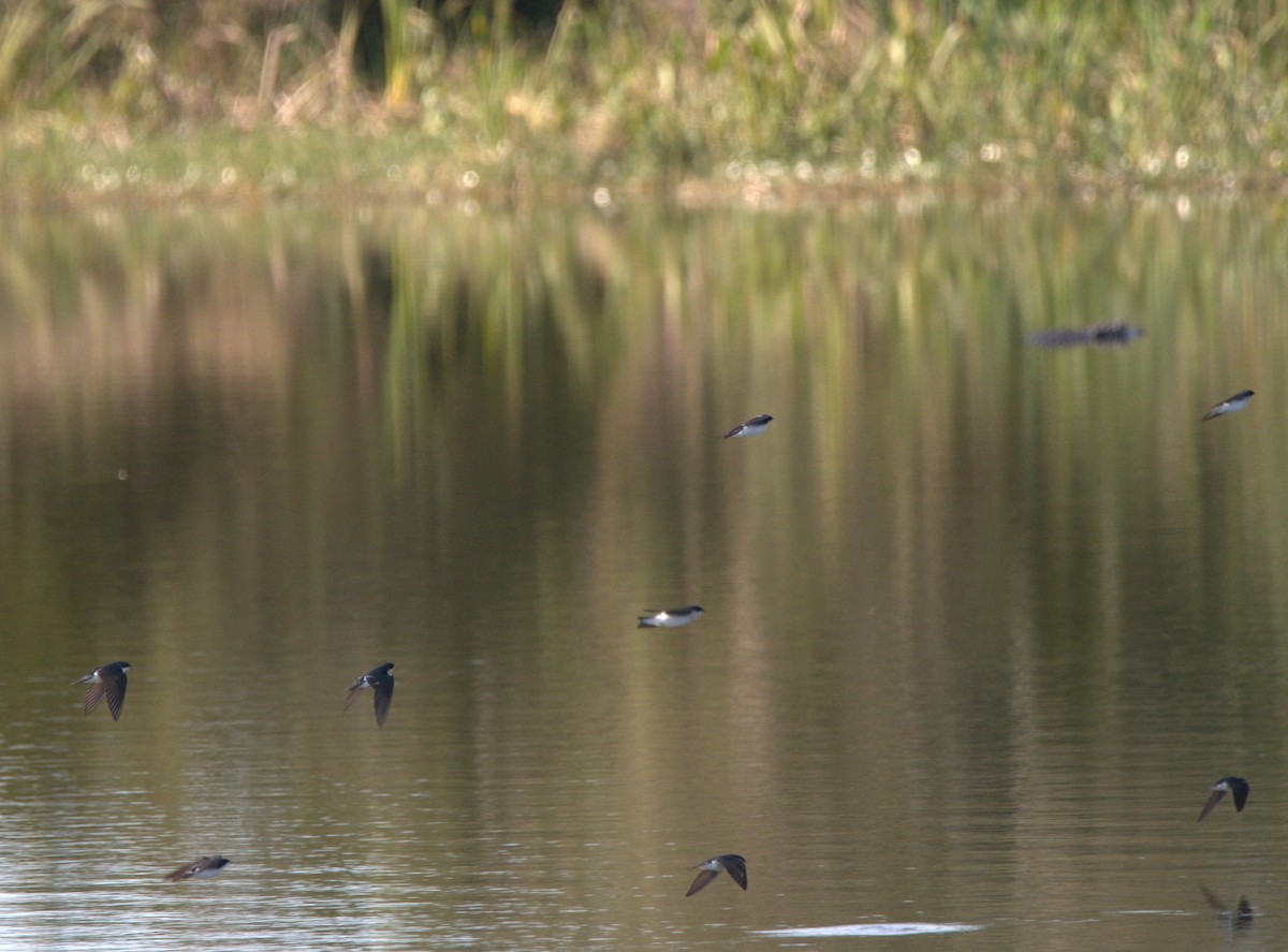 Golondrina Bicolor - ML196706961