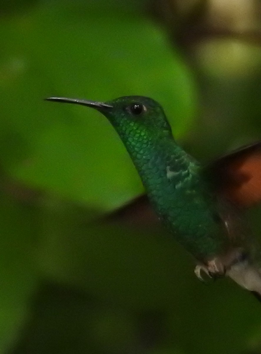 Stripe-tailed Hummingbird - ML196707841