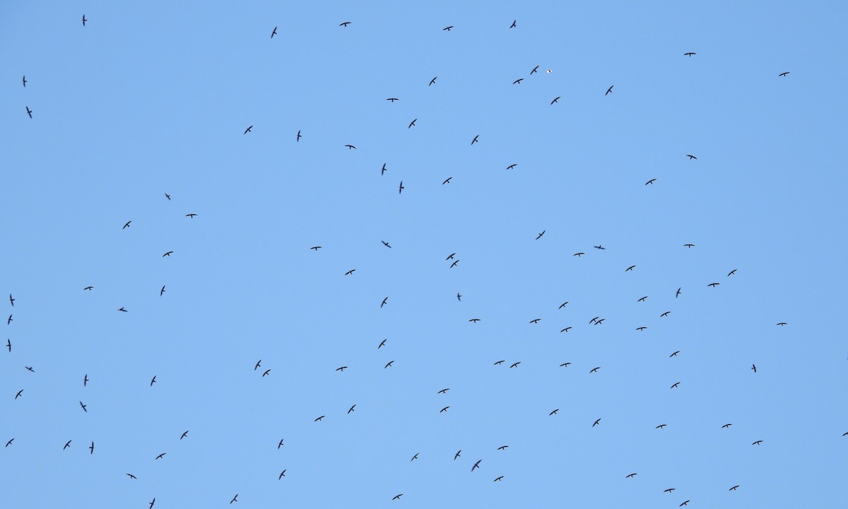 White-collared Swift - ML196707981