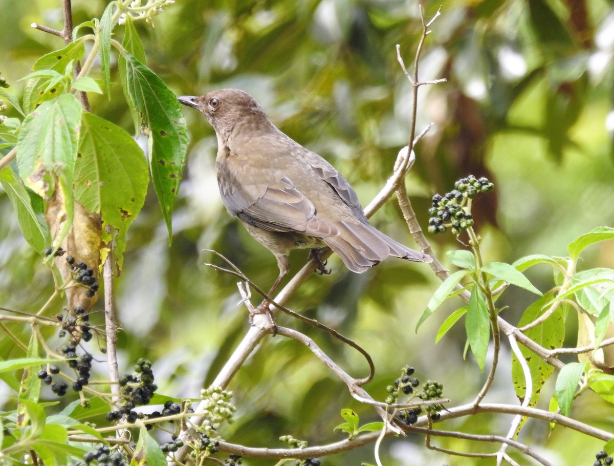 Mountain Thrush - ML196708181