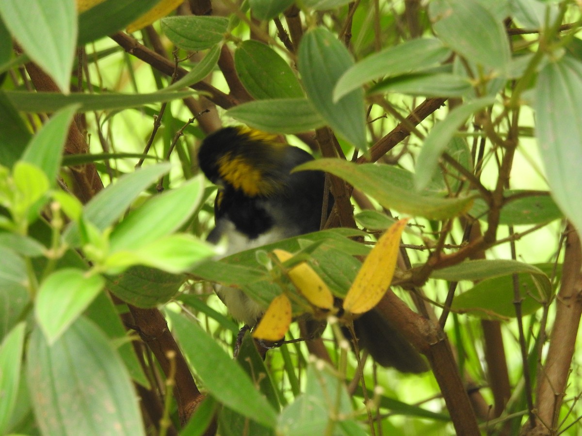 White-eared Ground-Sparrow - ML196708871