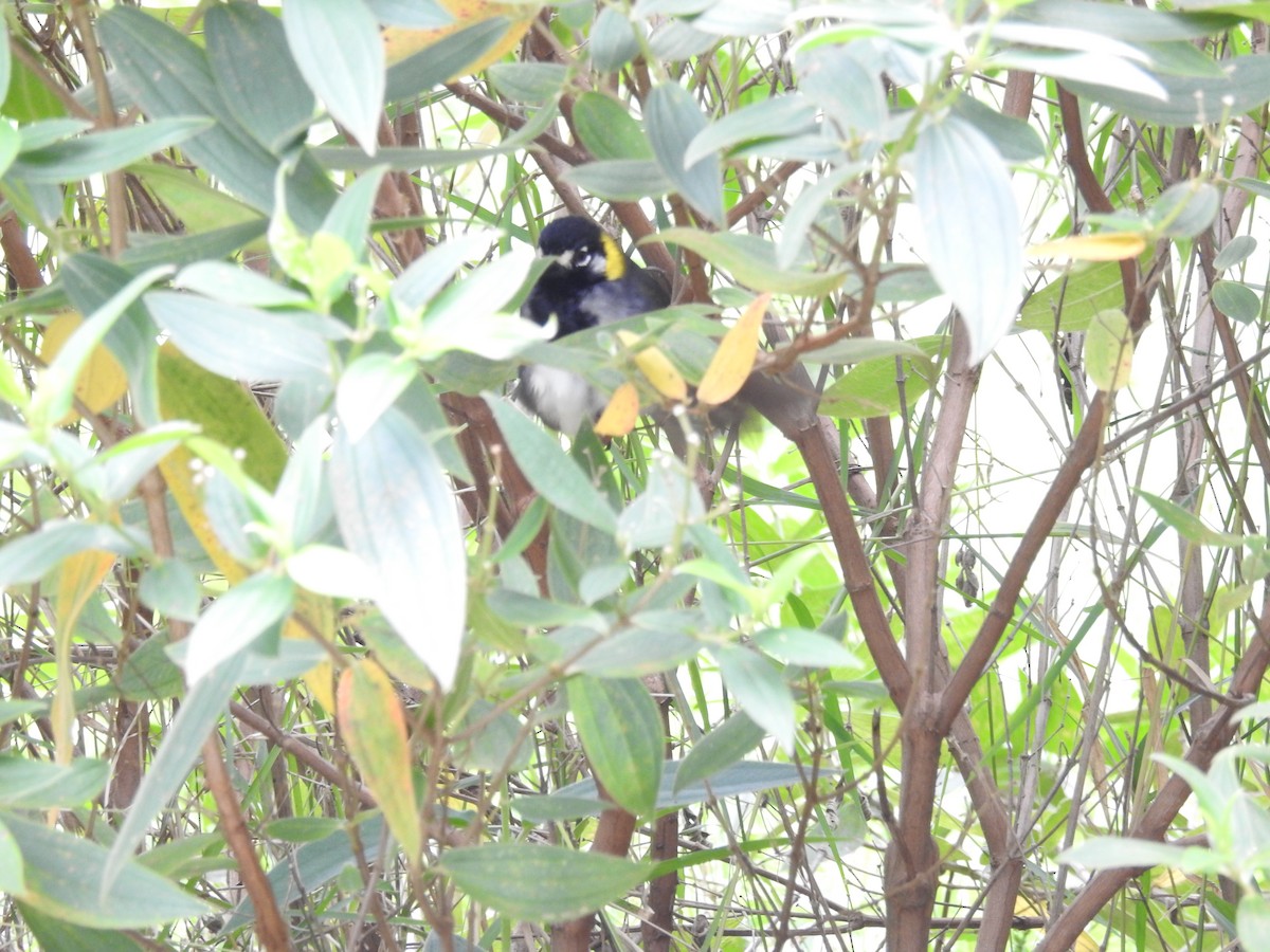 White-eared Ground-Sparrow - ML196708901