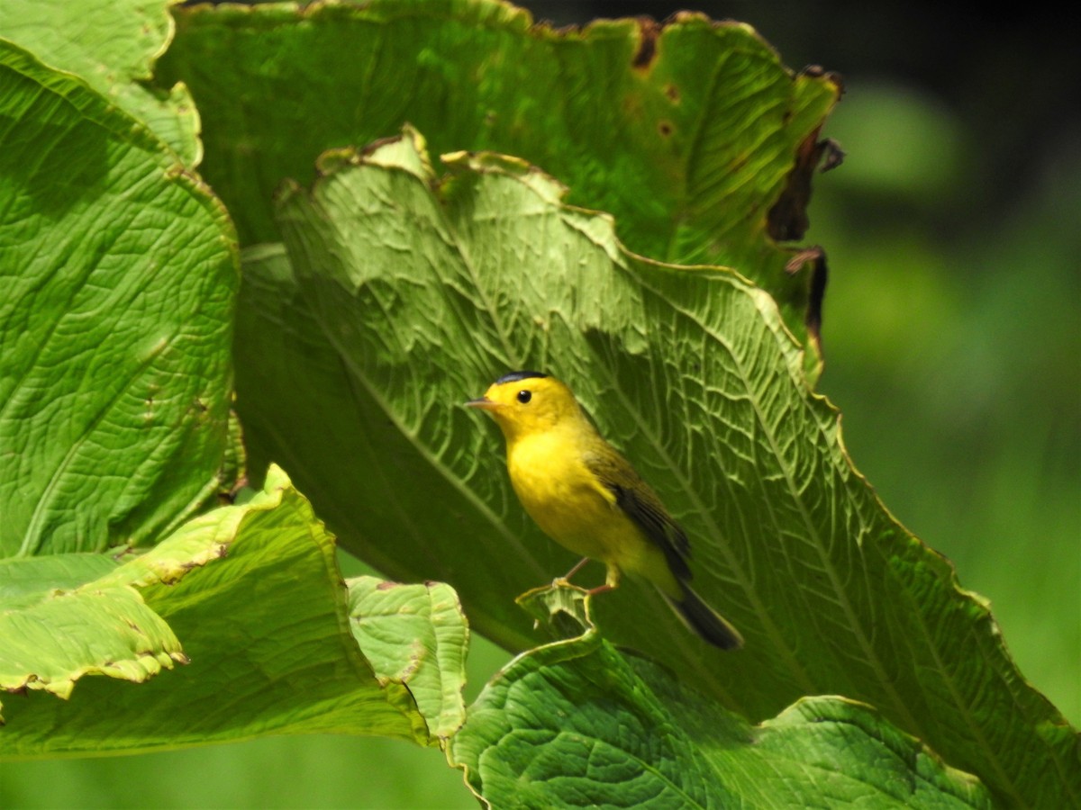 Wilson's Warbler - ML196709651