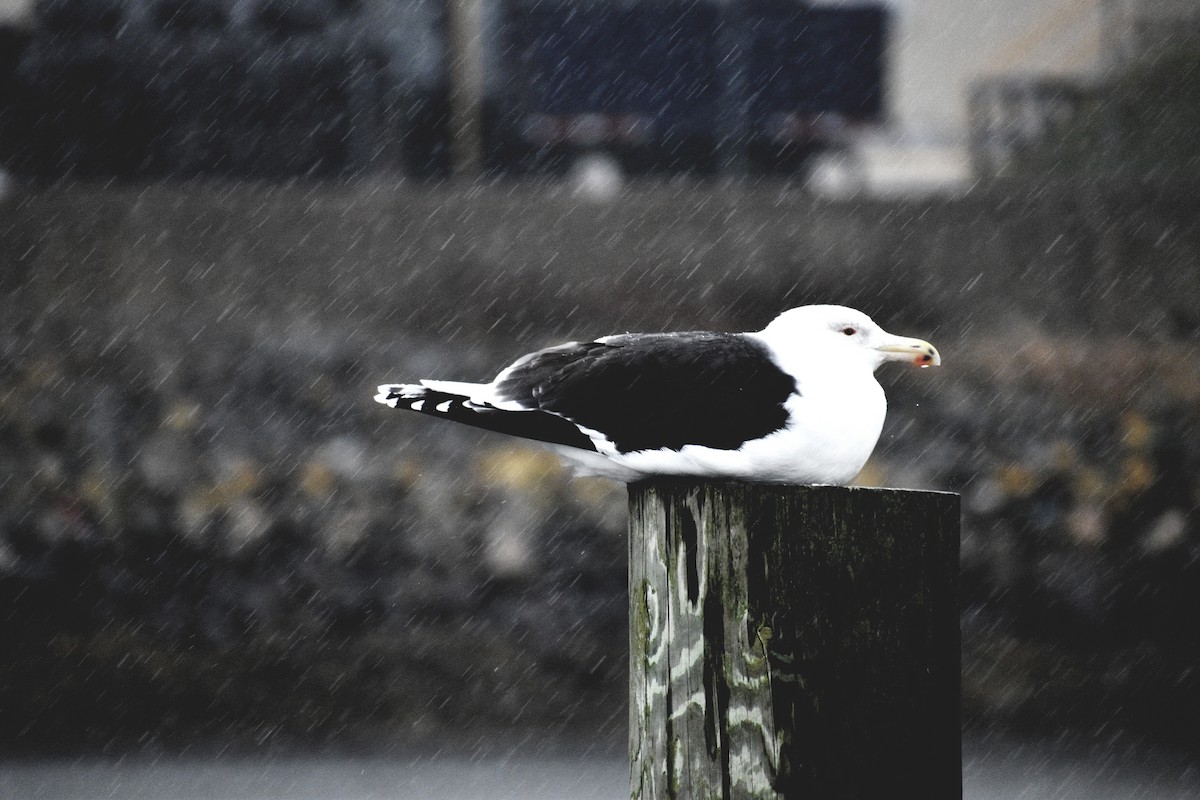 Great Black-backed Gull - ML196710421