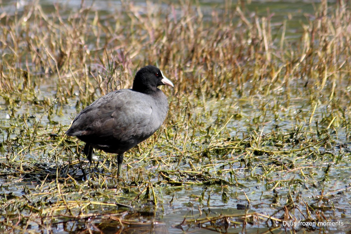 Eurasian Coot - DIJUMON KP