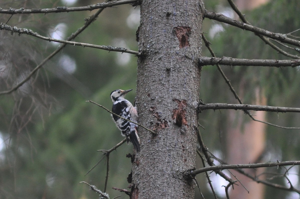 White-backed Woodpecker - Kalle Rainio
