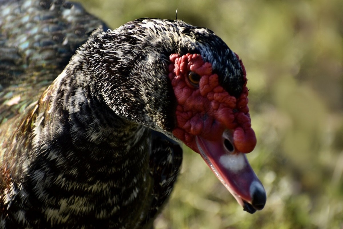 Muscovy Duck (Domestic type) - ML196715501