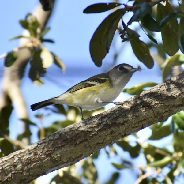 Vireo Solitario - ML196715921