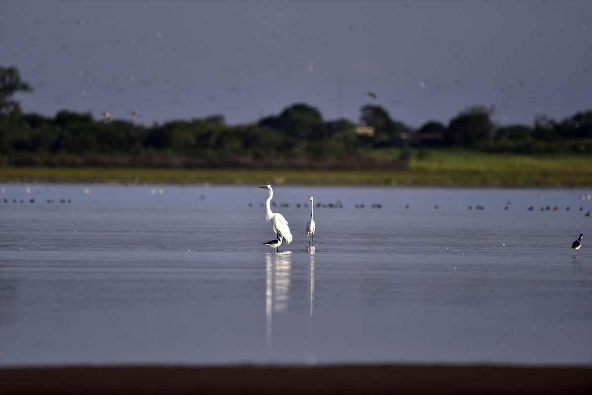 Great Egret - ML196716241