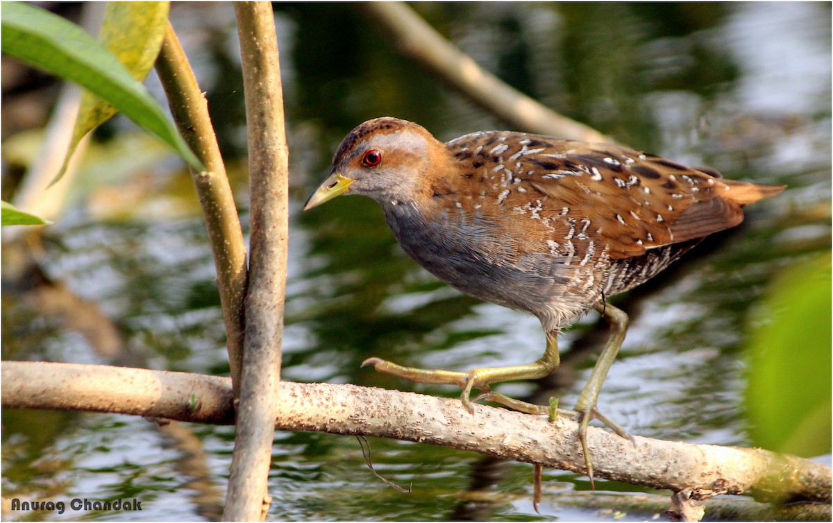 Baillon's Crake - Anurag Chandak