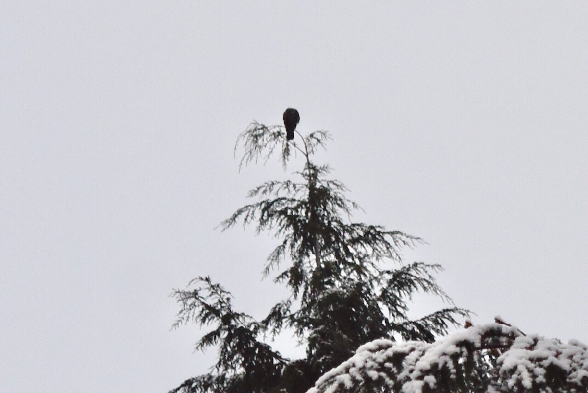 American Goshawk - ML196717441