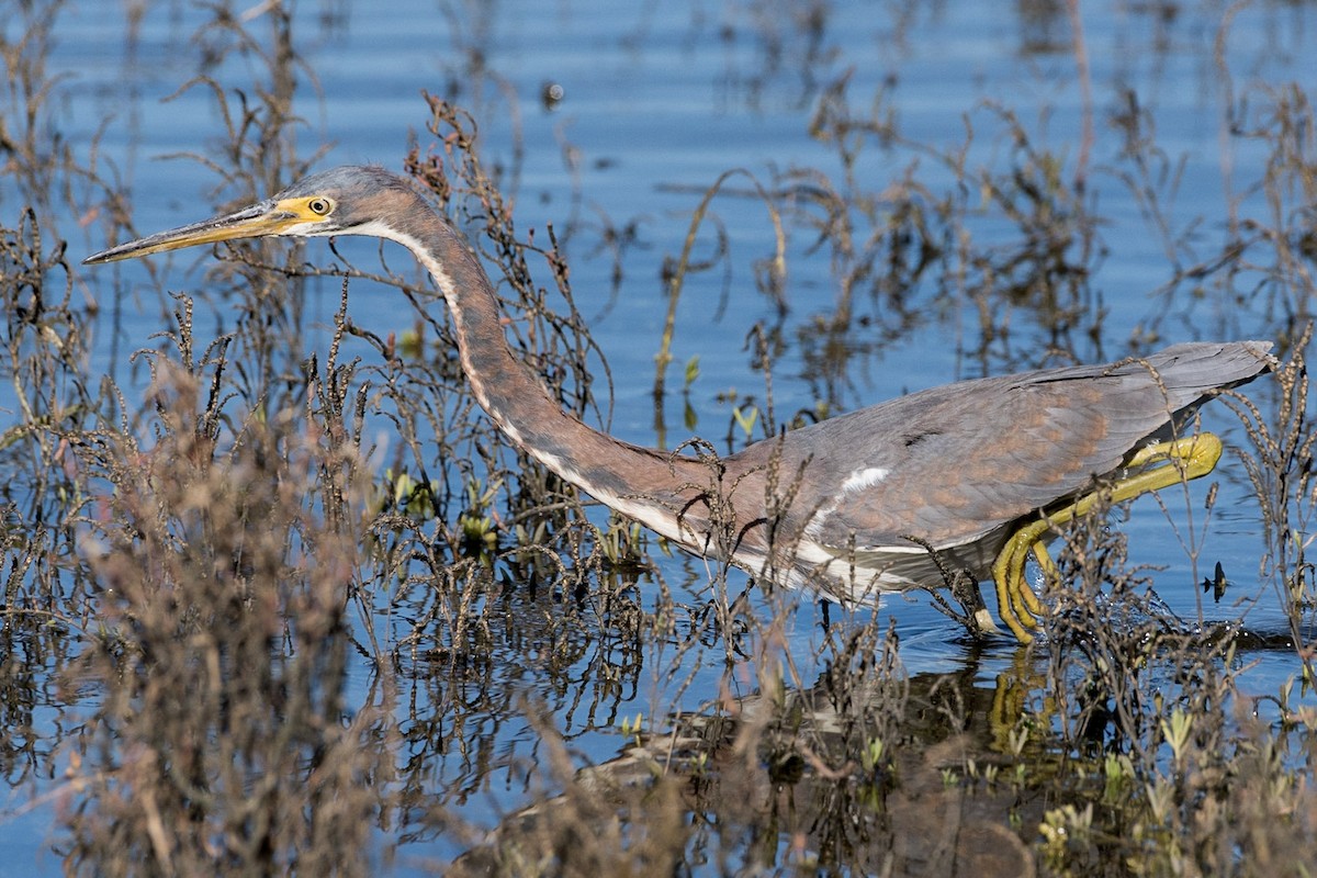 Tricolored Heron - ML196718091