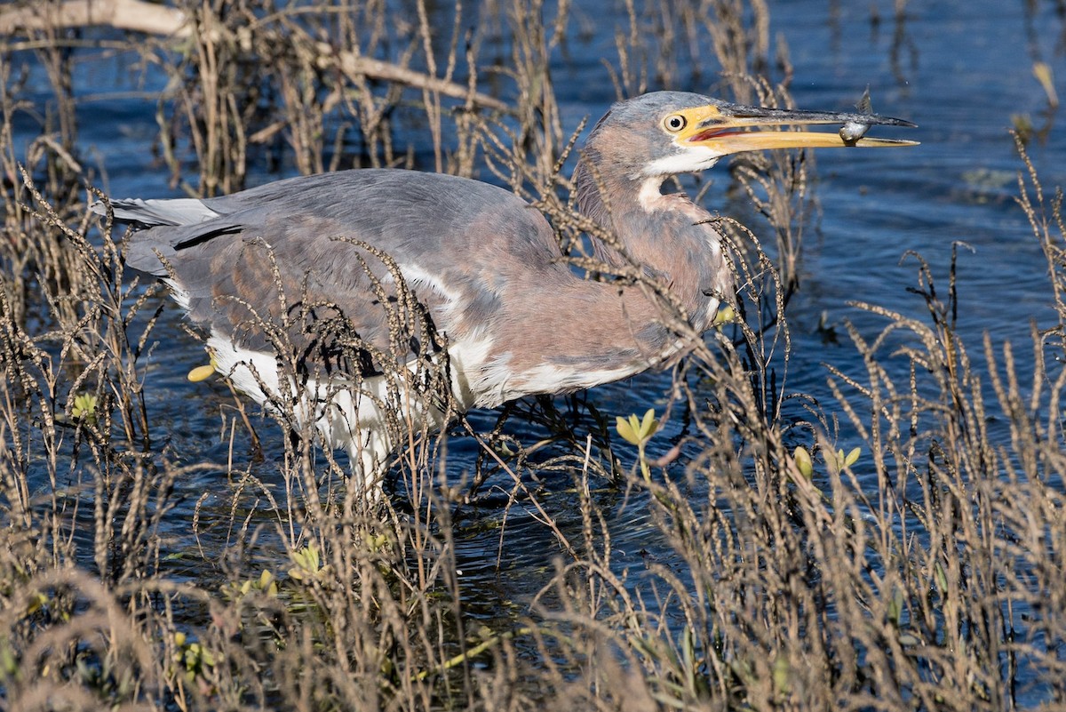 Tricolored Heron - ML196718121