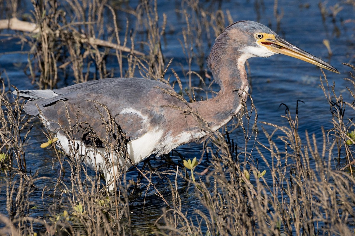 Tricolored Heron - ML196718151