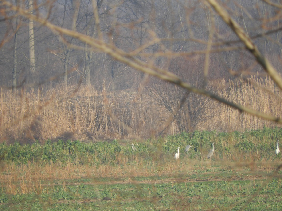 Great Egret - Miroslav Mareš