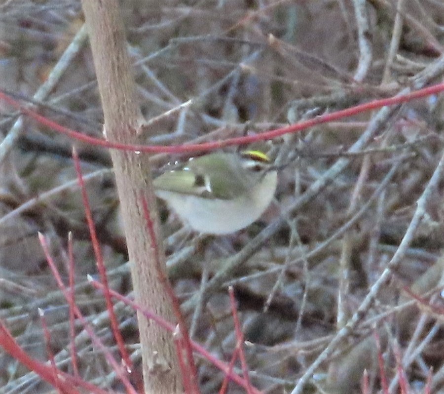 Golden-crowned Kinglet - ML196720641