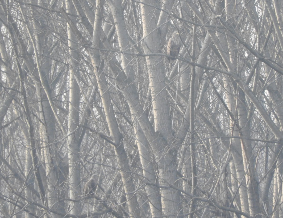 White-tailed Eagle - ML196720761