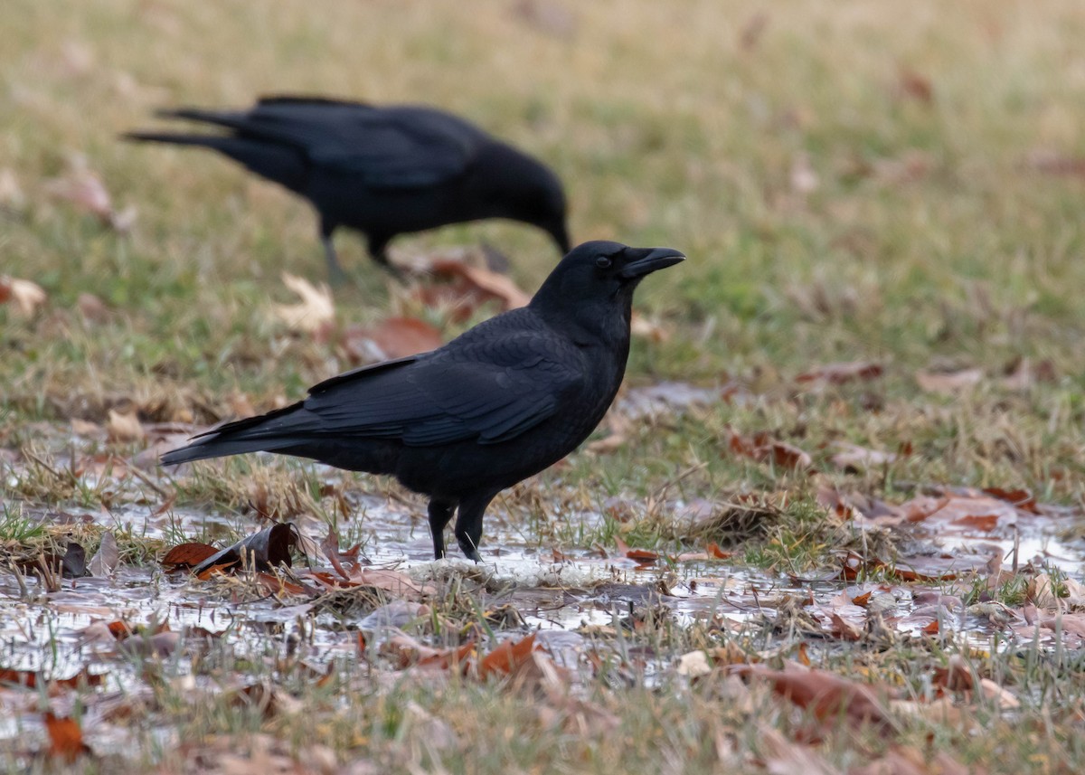 American Crow - ML196722781