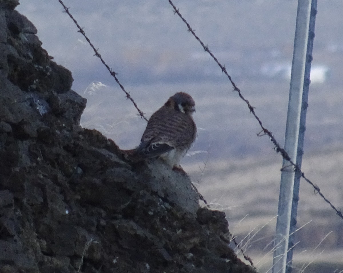 American Kestrel - ML196724651
