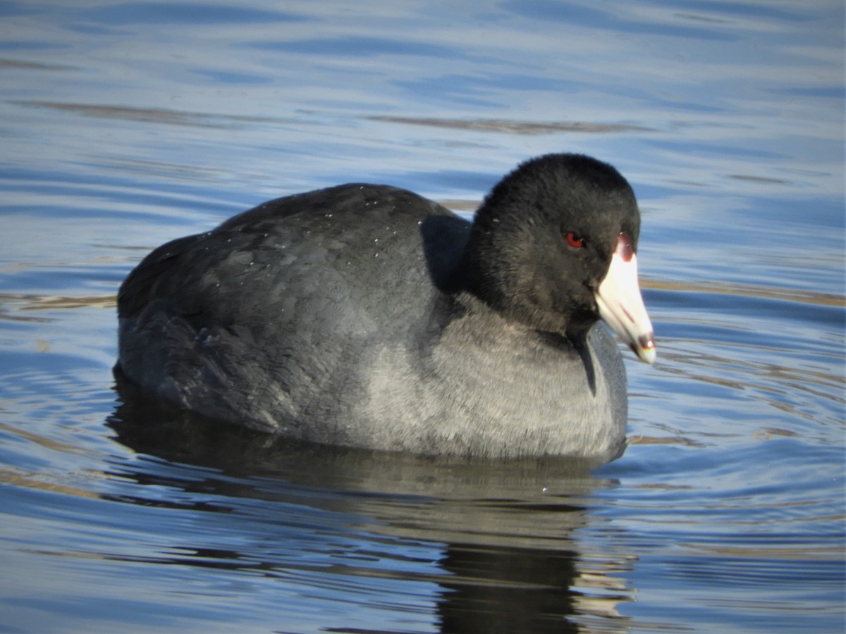 American Coot - Faye Dion