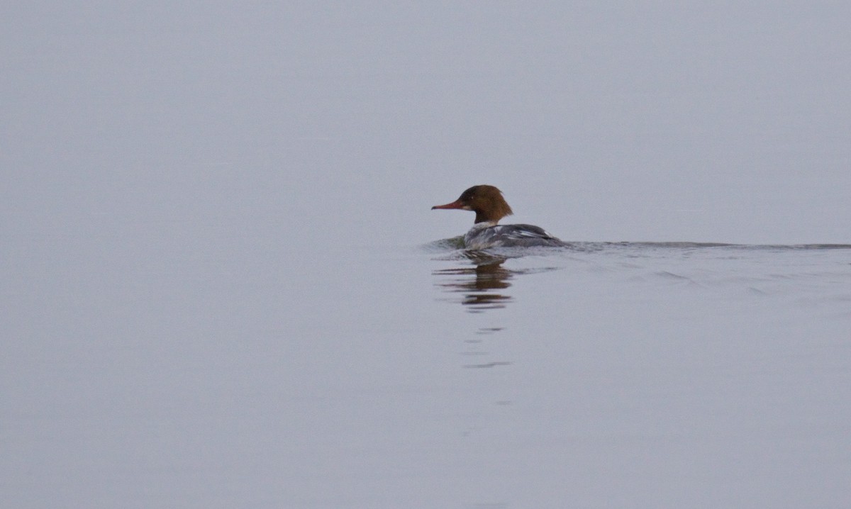 Common Merganser - ML196726121