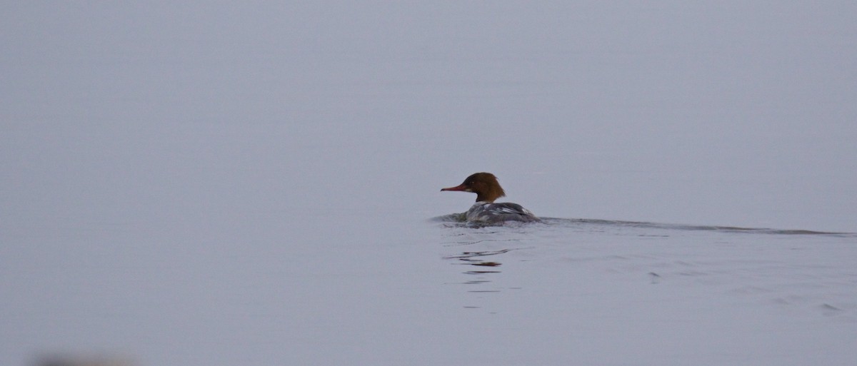 Common Merganser - ML196726141