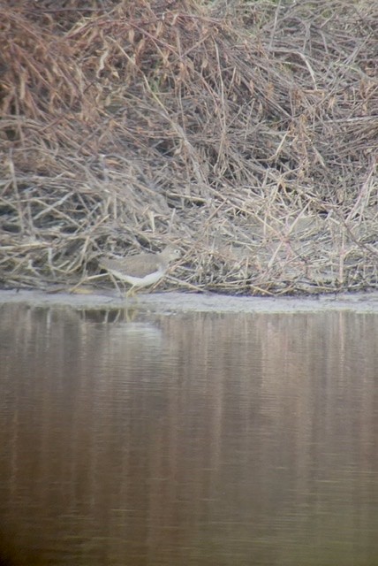 Solitary Sandpiper - 🦆 Dan Pittenger 🦆