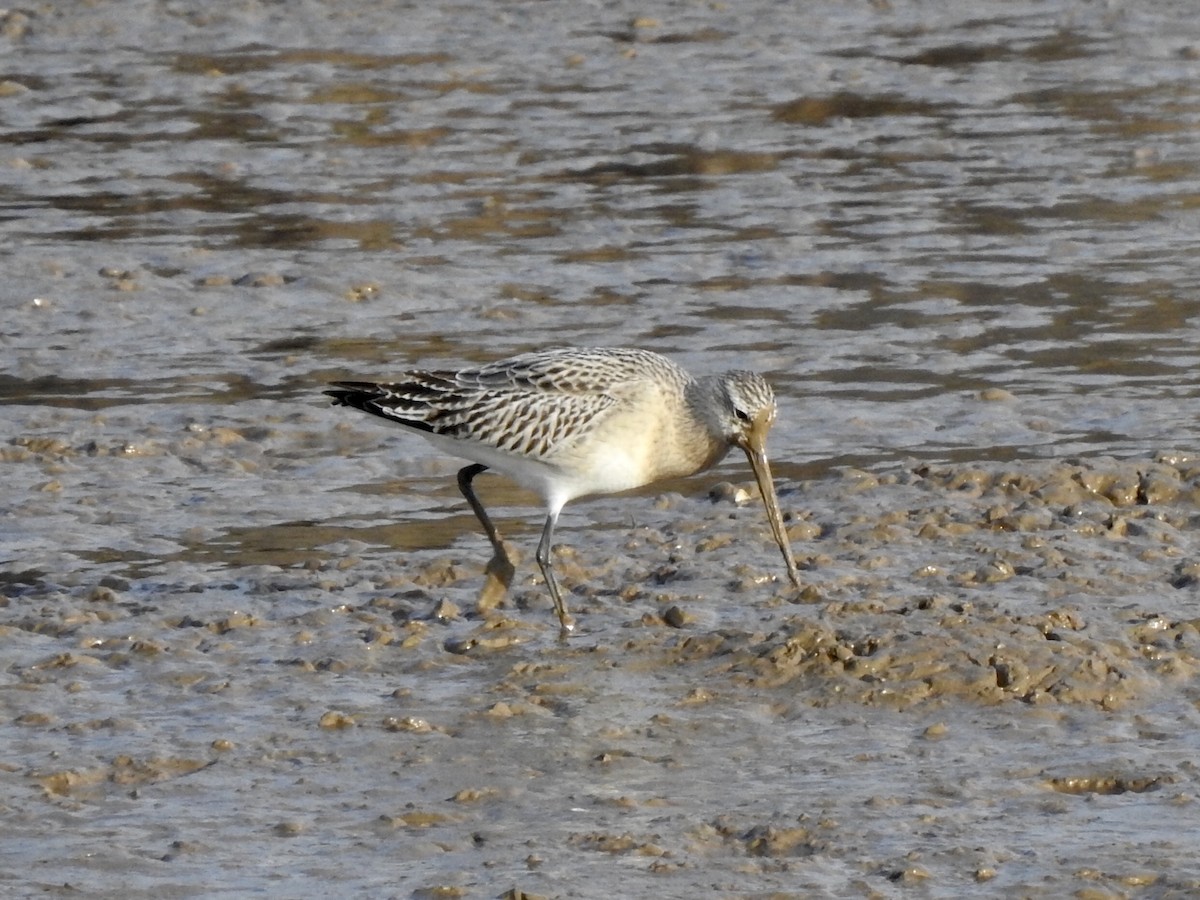 Bar-tailed Godwit - ML196727861