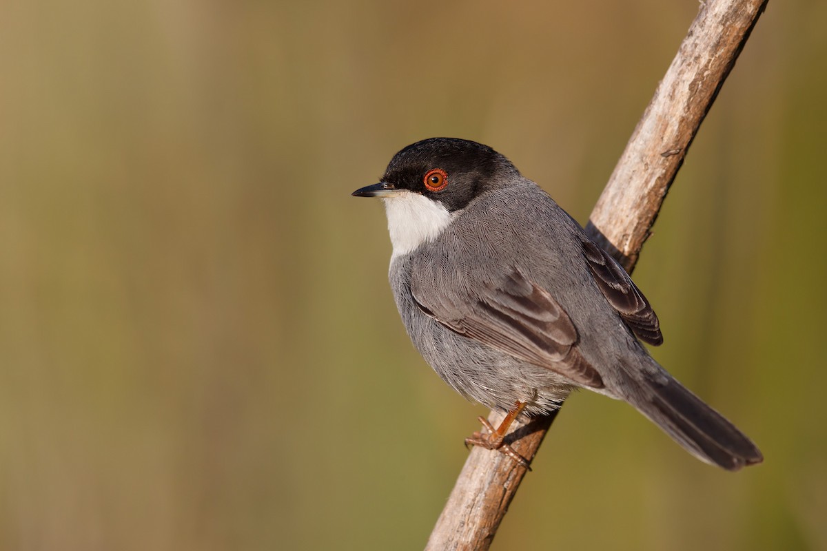 Sardinian Warbler - ML196728121