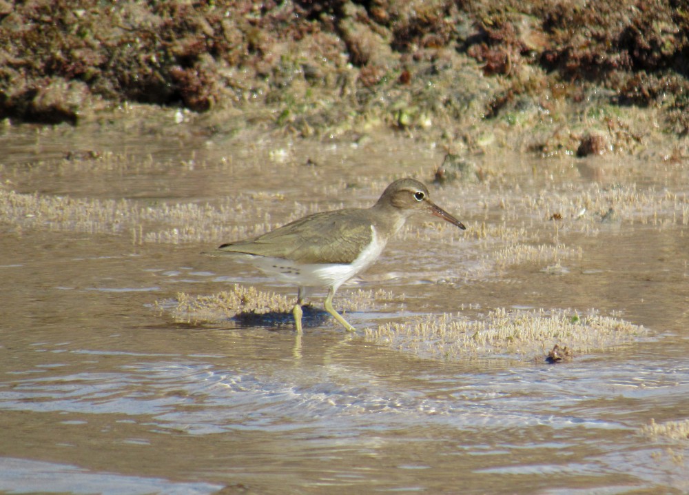 flekksnipe - ML196728501