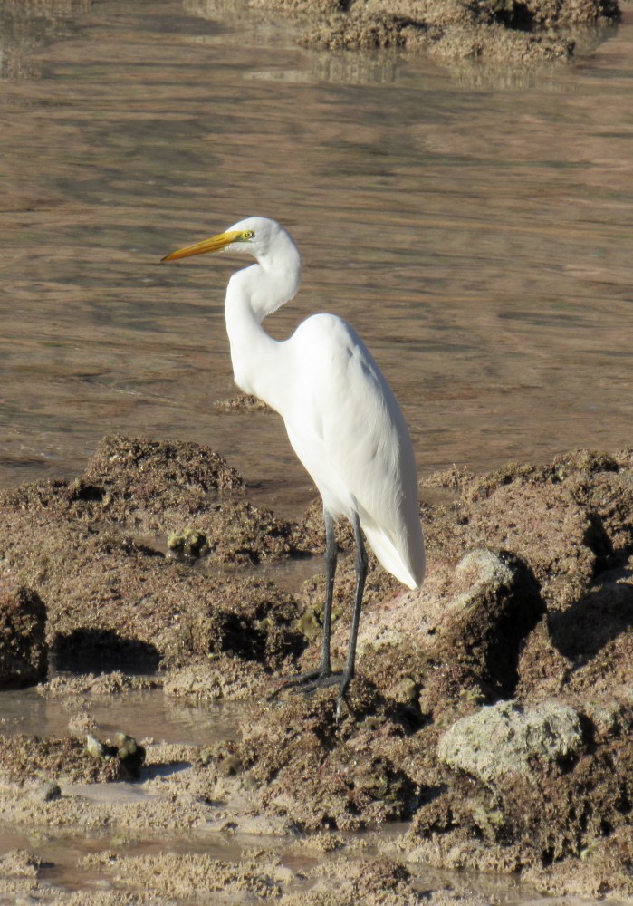 egretthegre - ML196728891