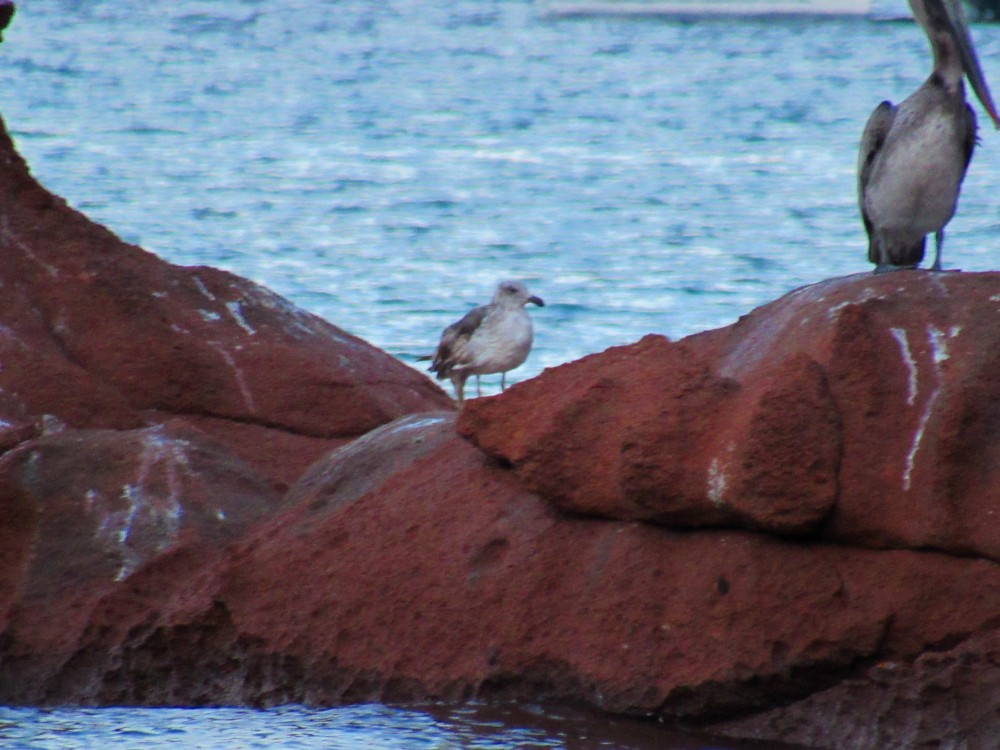 Larus sp. - ML196729311