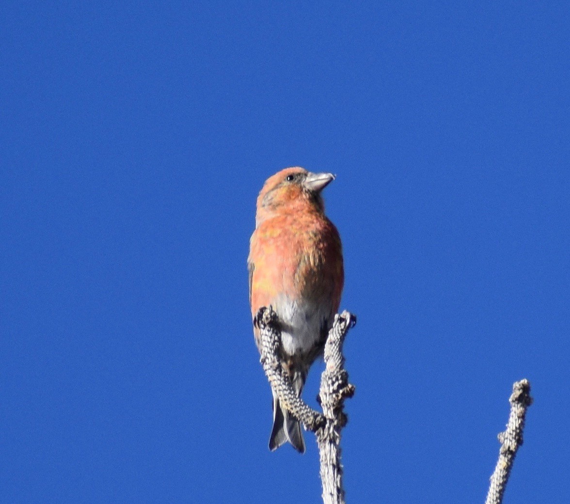 Red Crossbill - ML196729441