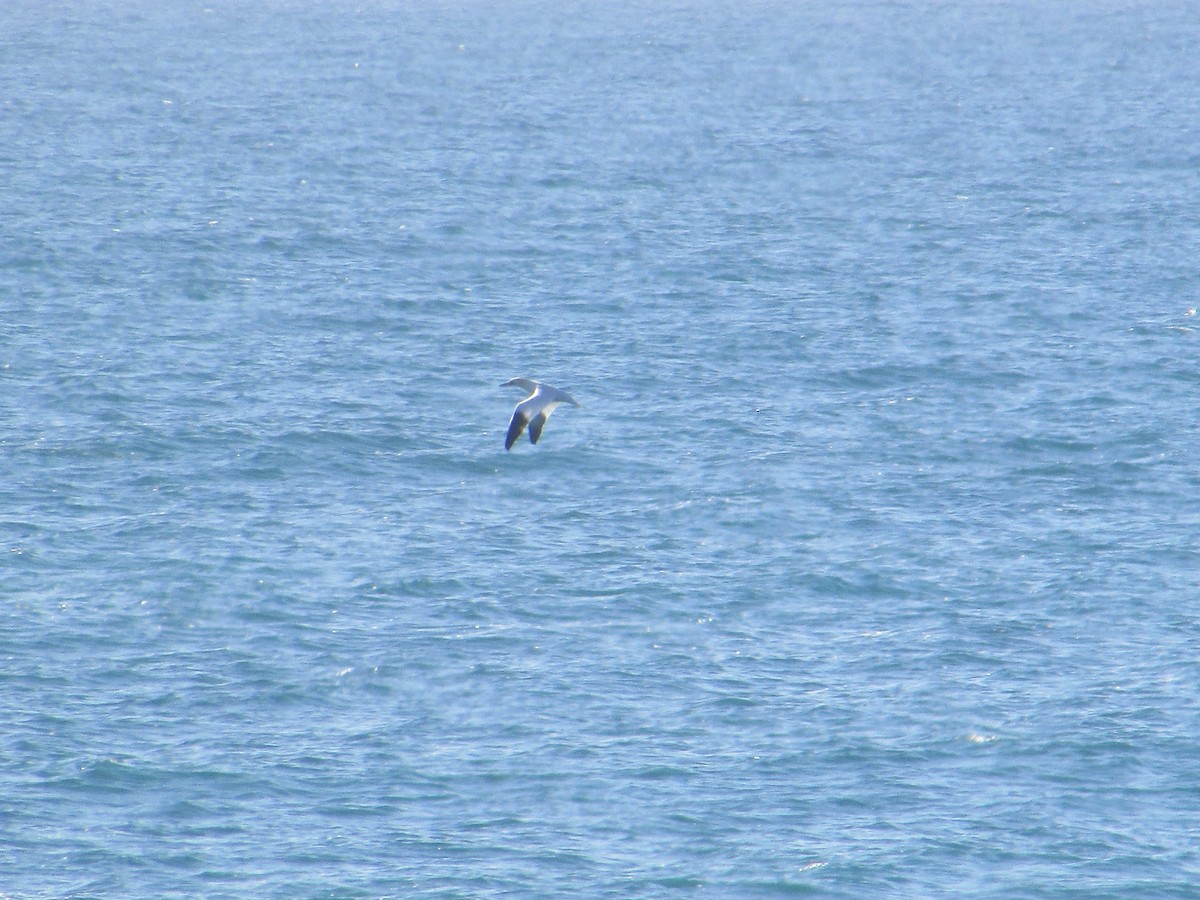 Northern Gannet - ML196729461