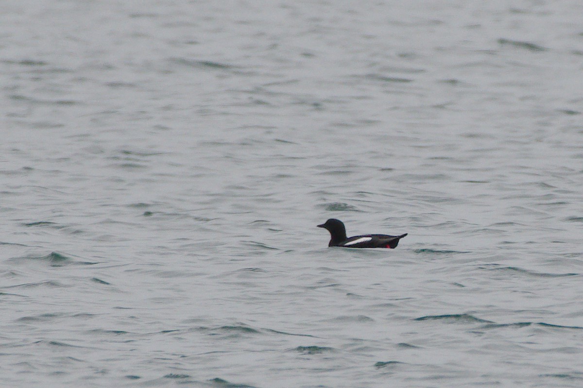 Black Guillemot - Rick Beaudon